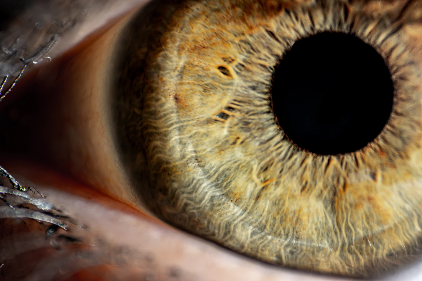 a close up of an eye